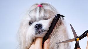 Premium Grooming