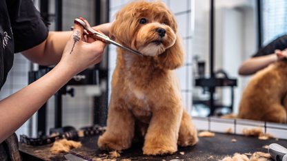 Premium Grooming