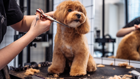 Basic Grooming